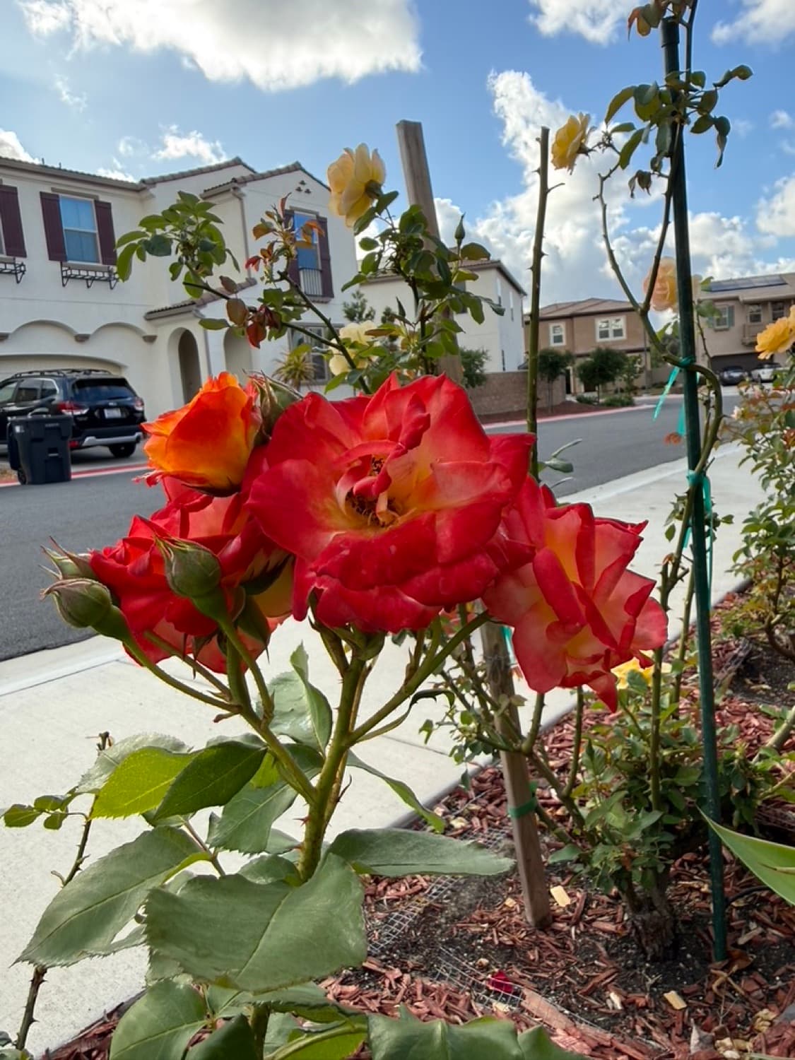 A red and yellow rose blooming in the front garden