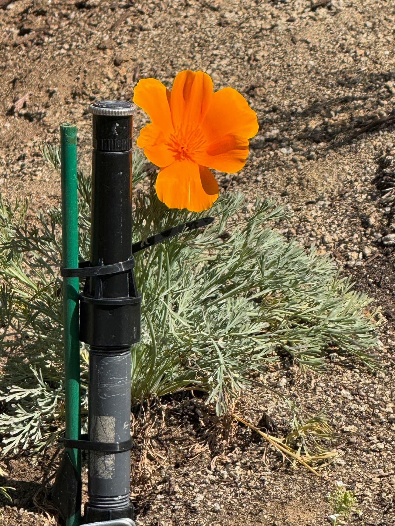 A vivid orange flower in bright sunlight