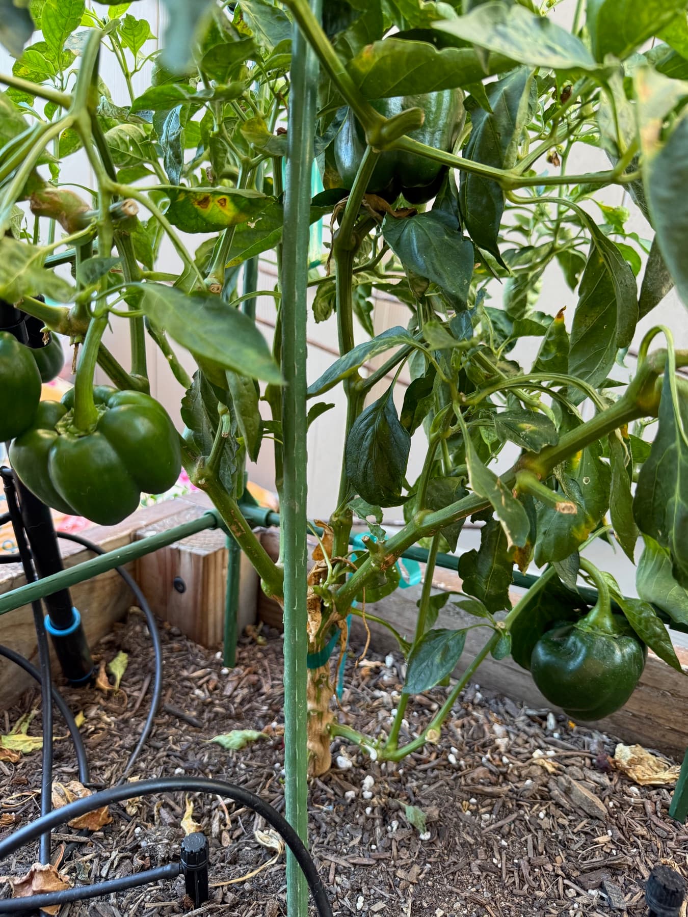 Tomato plants growing in the garden