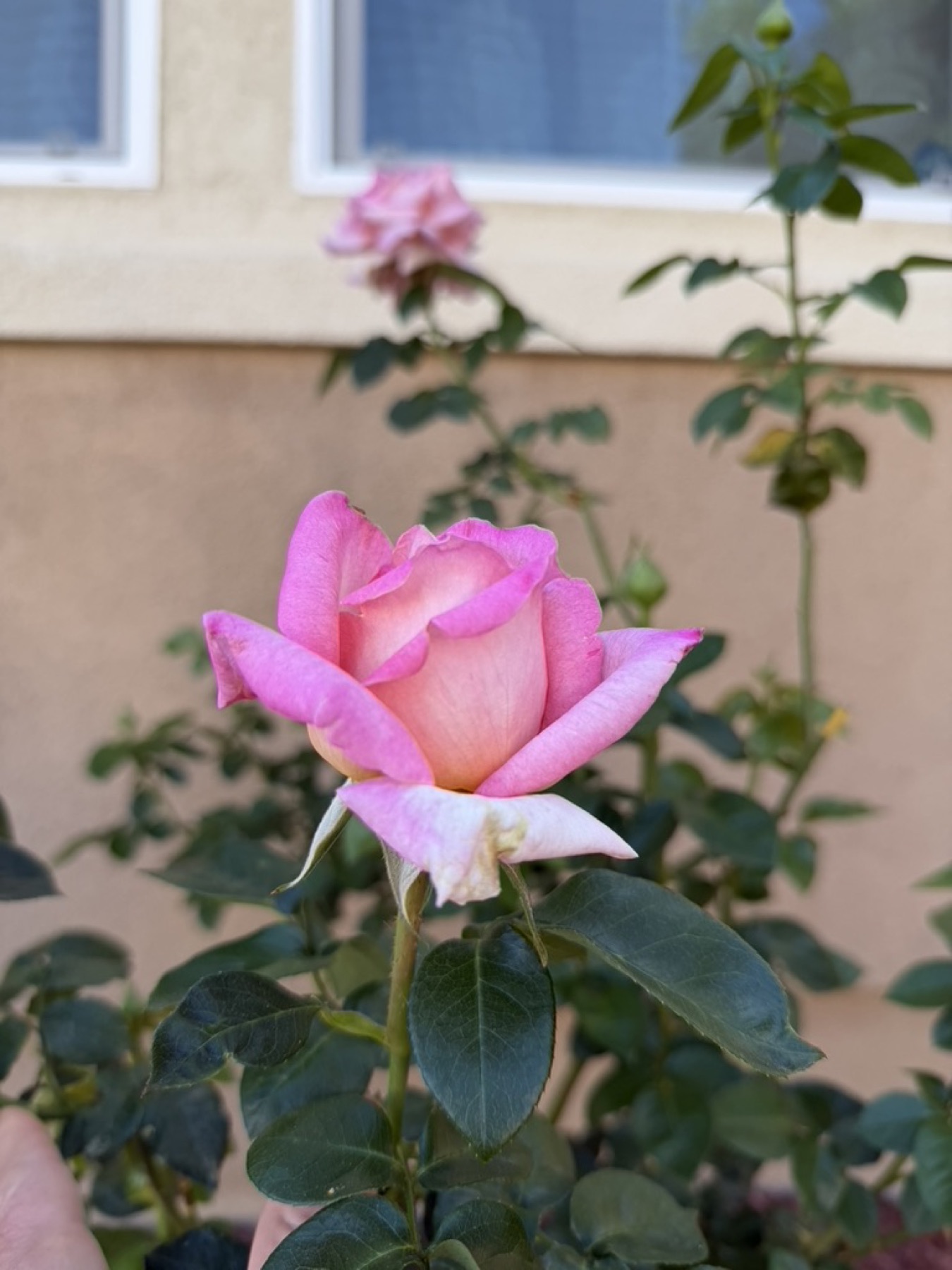 Pink rose of unknown cultivar.
