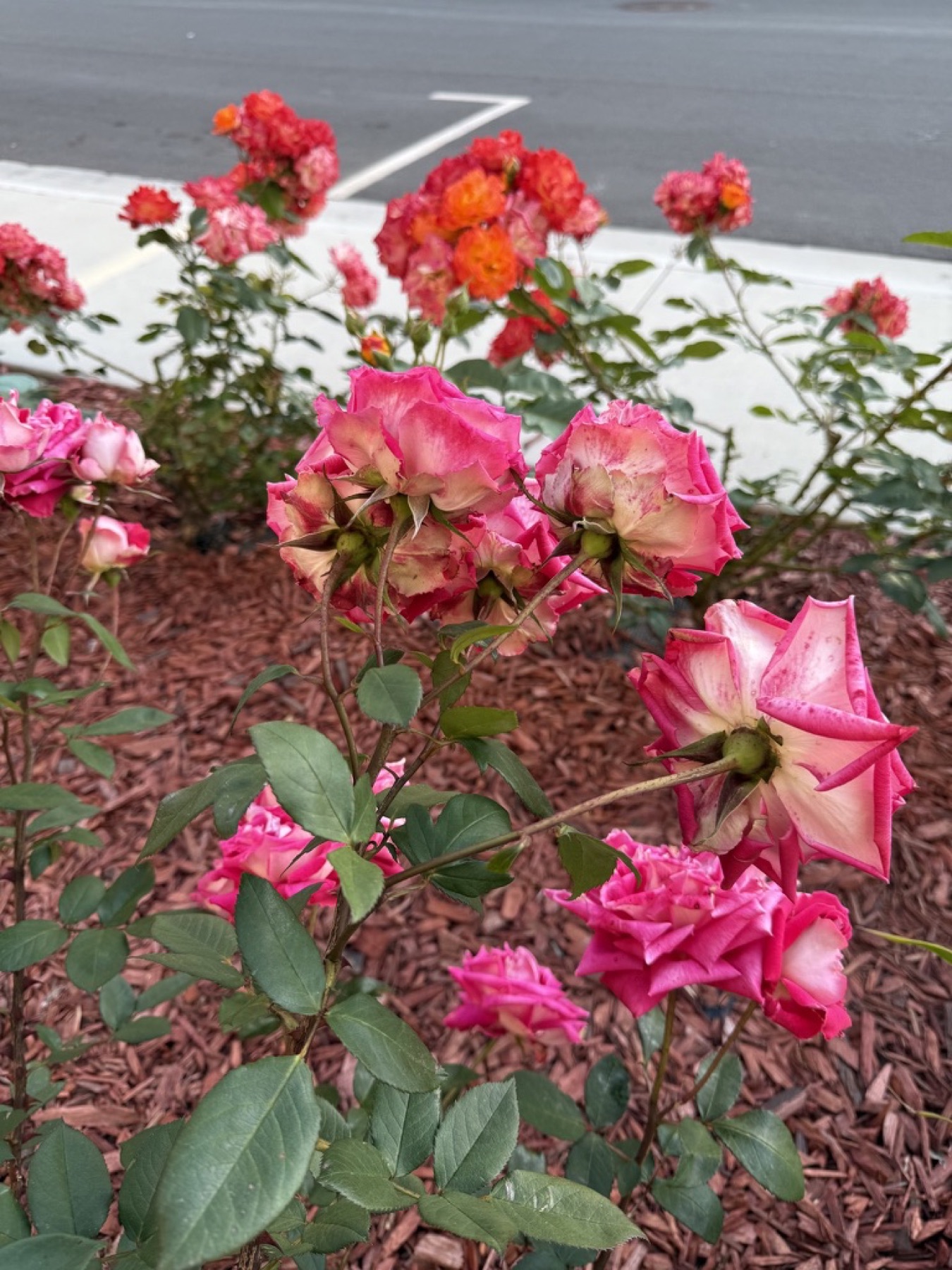 Pink and cream roses with colorful blooms behind them.