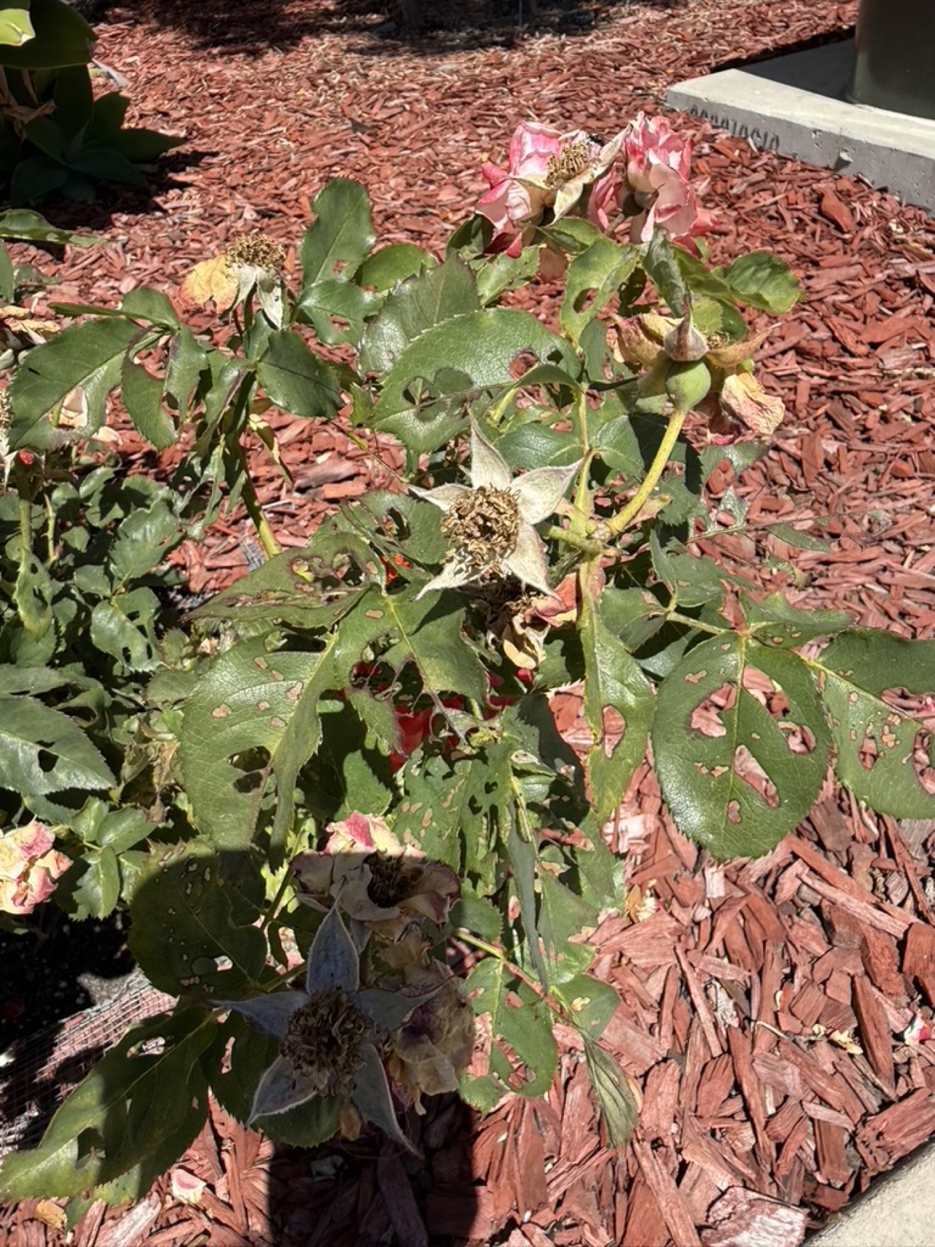 Damaged Rio Samba leaves on June 20, 2026.