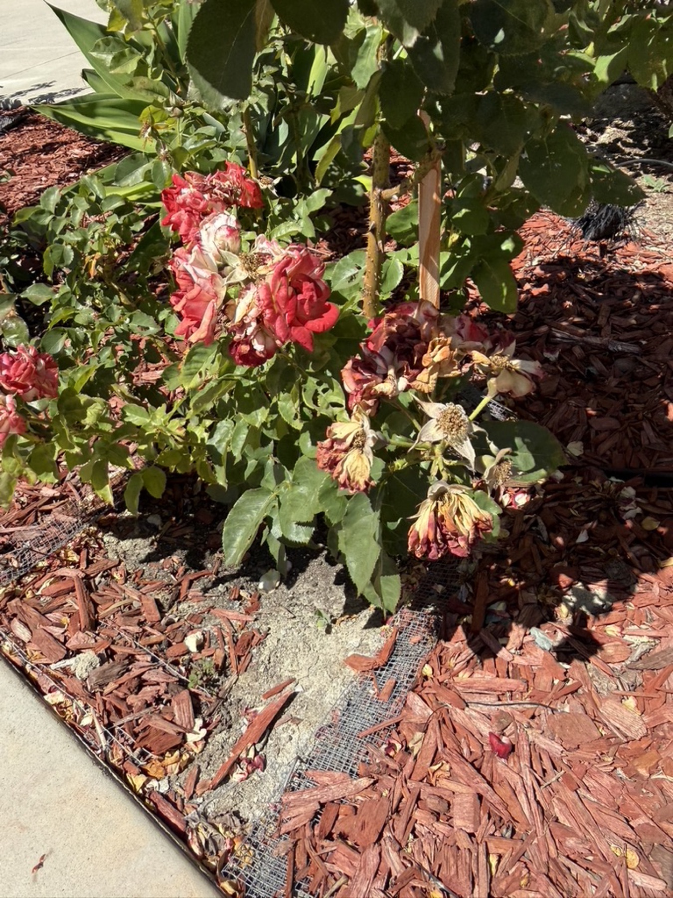 Rio Samba plant and faded flowers on June 20, 2026.